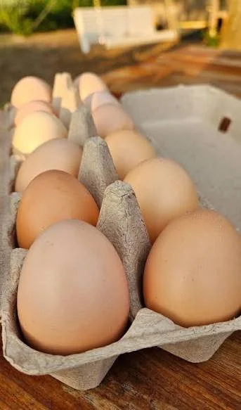 Chicken Eggs