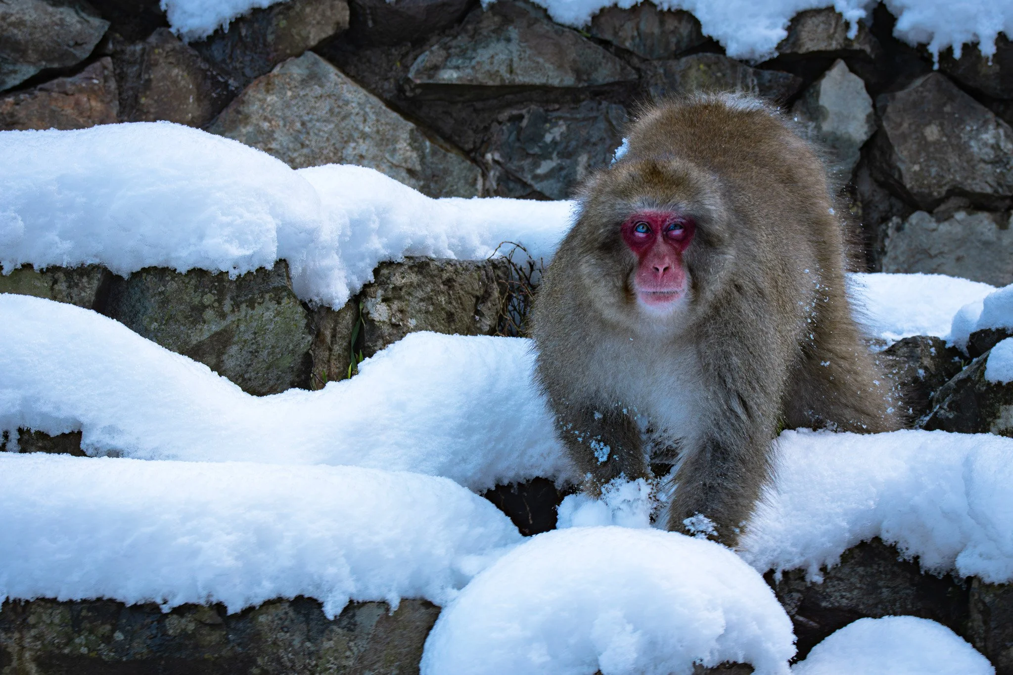 A Japanese macaque, also known as a snow monkey, walking on snow-covered rocks with a stone wall in the background at Jigokudani Monkey Park.
