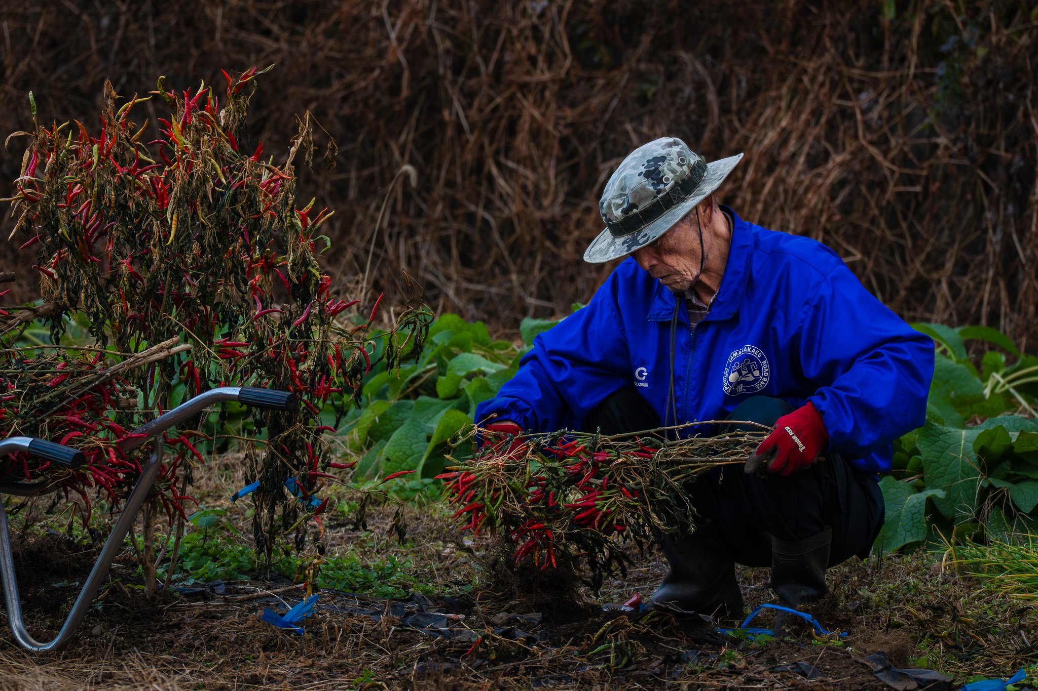 An elderly Japanese man wearing a camouflage hat, red gloves, and a blue jacket is harvesting red chili peppers in a field, with a large chili plant and green leaves around him.