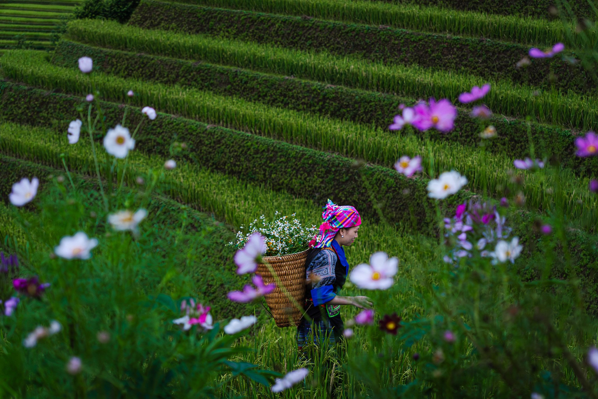 A woman in traditional clothing with a colorful headscarf carries a basket of white flowers and walks along terraced green rice fields surrounded by flowers.