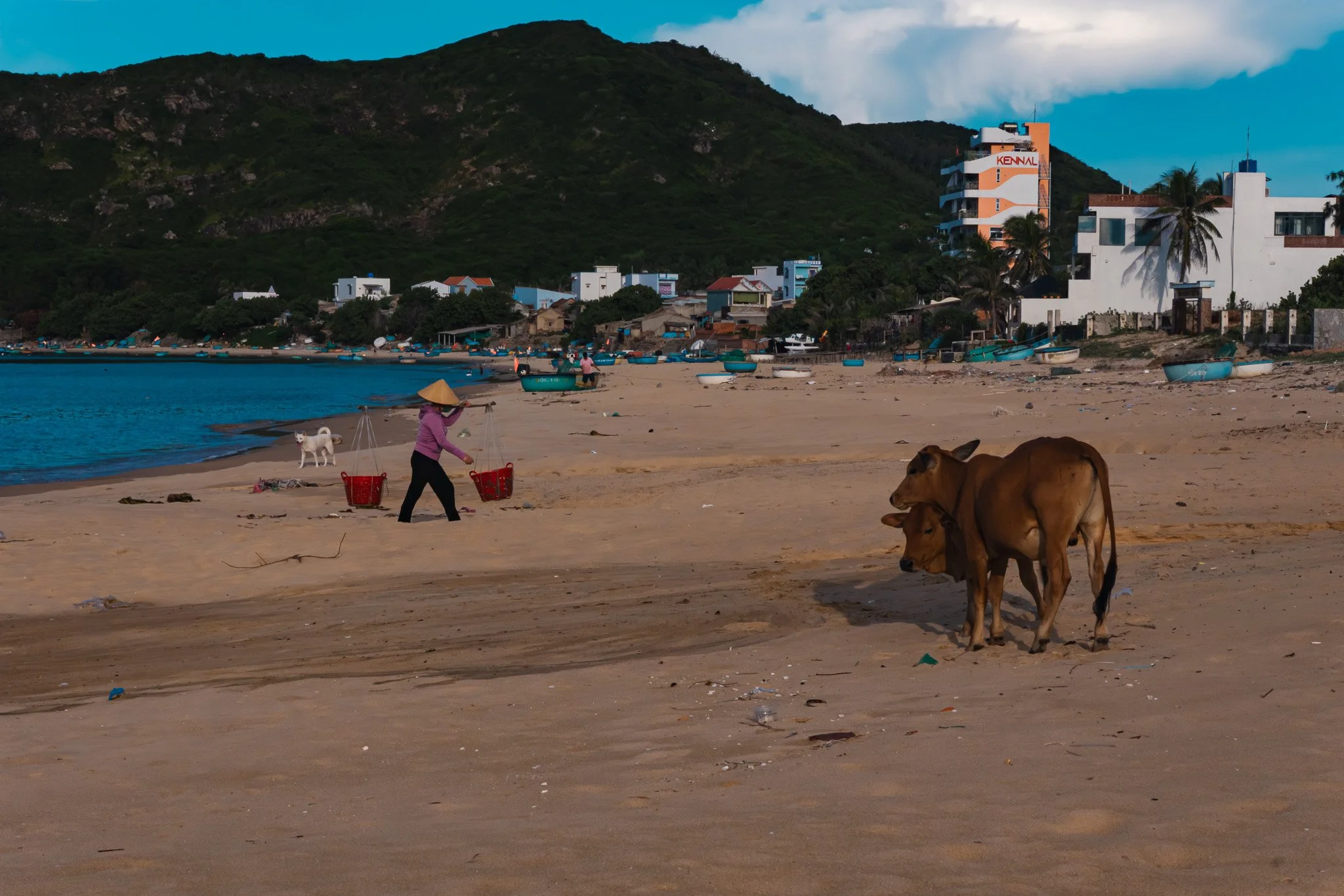 A beach scene with two cows standing on the sandy shore, a person wearing a traditional conical hat carrying baskets, a dog, boats along the shoreline, and buildings with a mountain in the background.