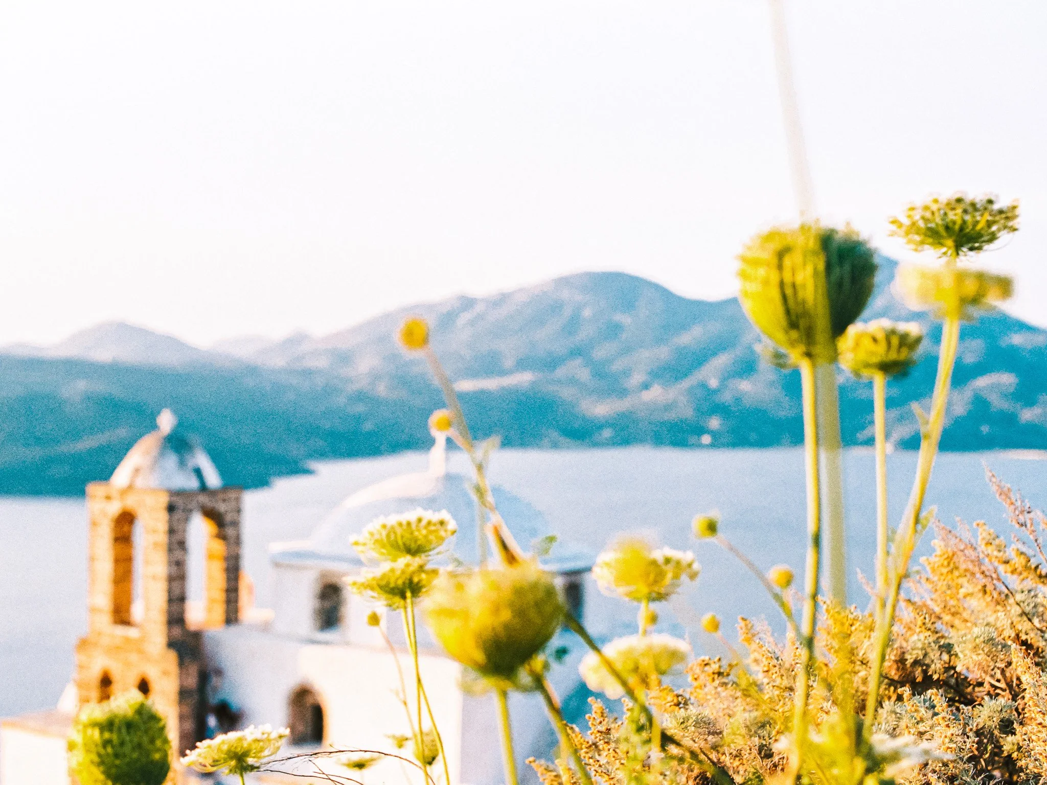 Close-up of yellow wildflowers with a blurred backdrop of a lake, mountains, and a white building with a dome.