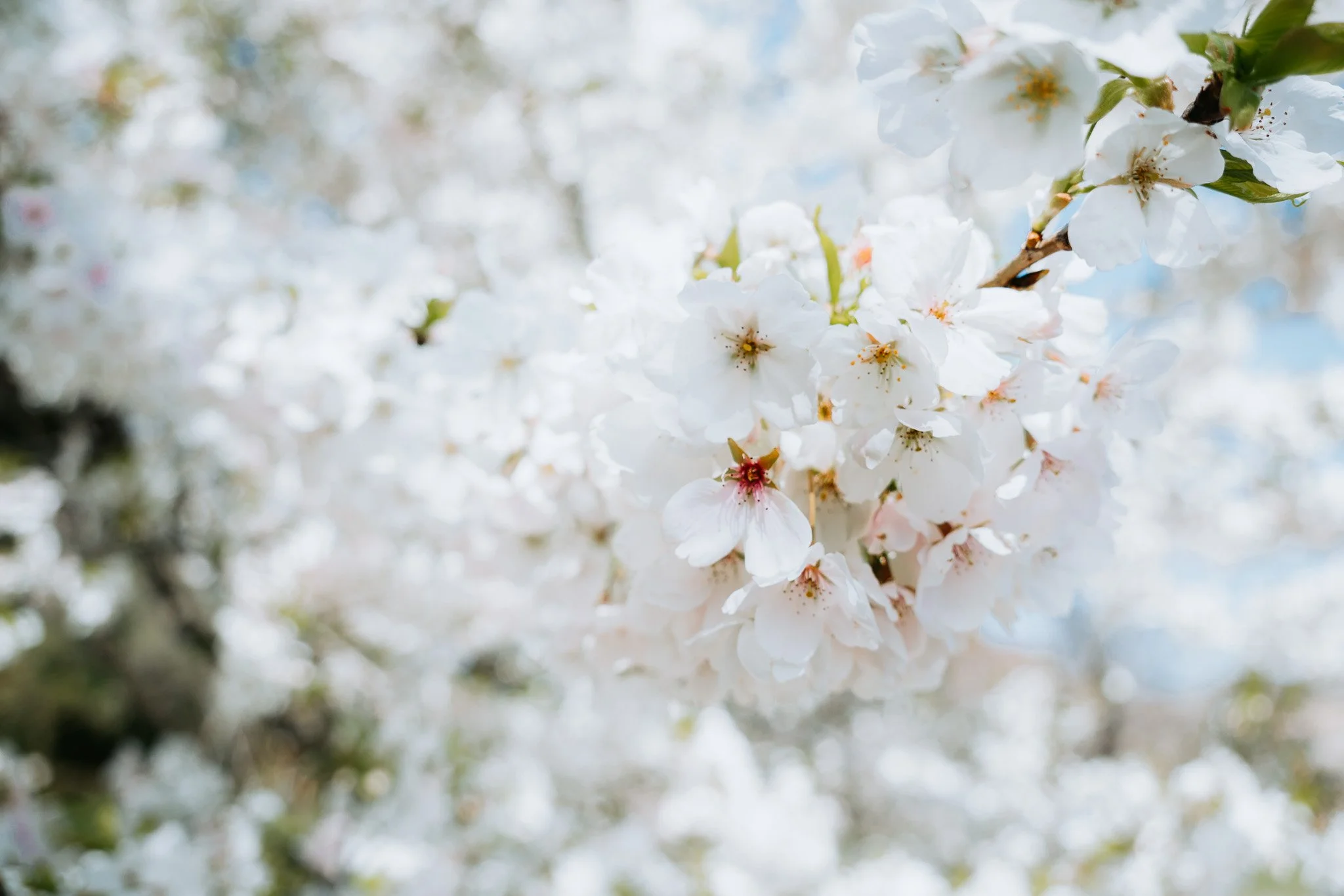 Close-up of white cherry blossoms on a branch in bloom under a bright sky.
