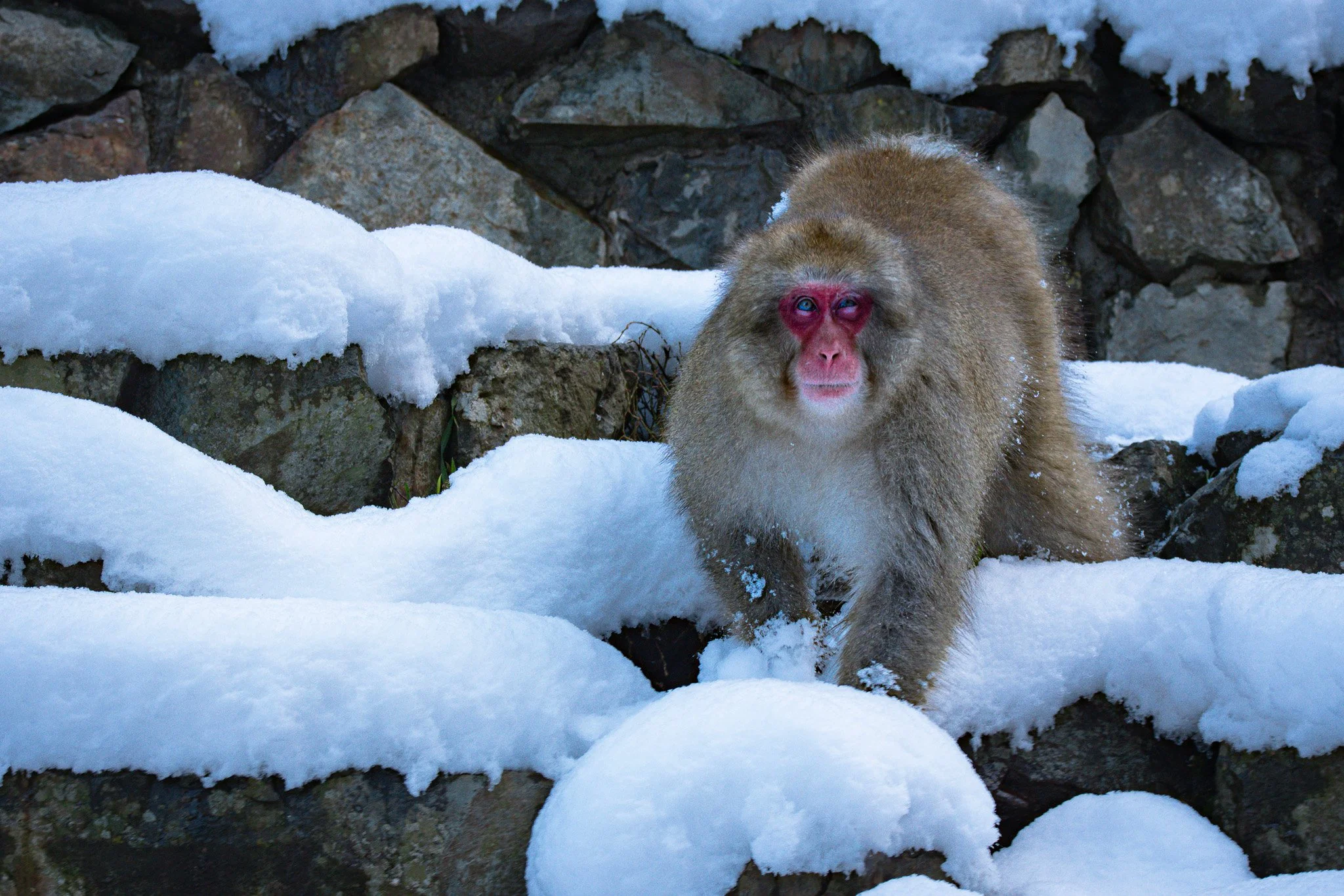 A Japanese macaque, also known as a snow monkey, walking on snow-covered rocks with a stone wall in the background at Jigokudani Monkey Park.