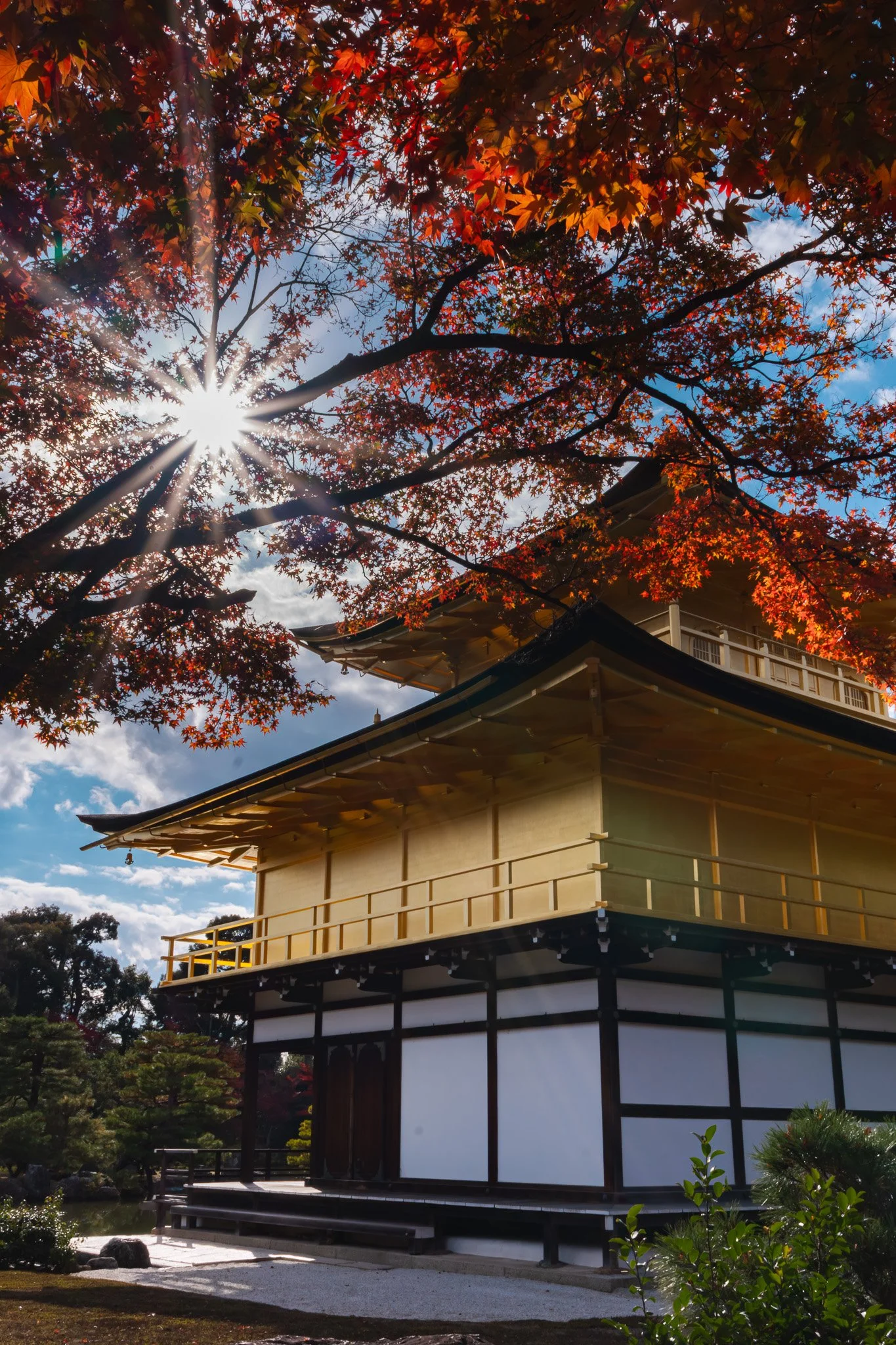 Kinkaku-ji behind a tree with red autumn leaves, sunlight shining through, blue sky and white clouds in the background.