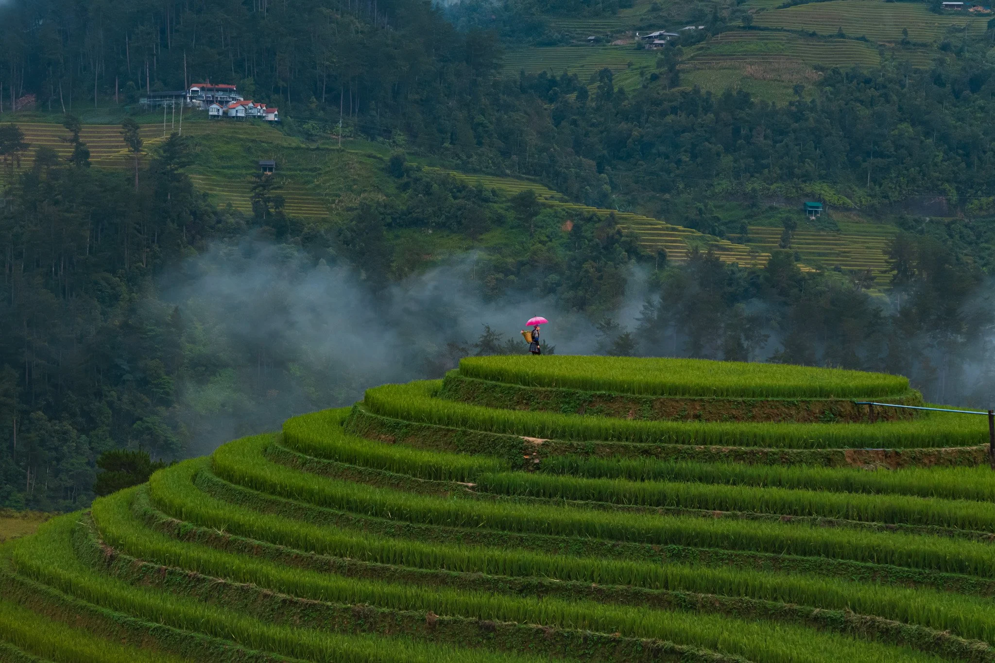 A woman holding a pink umbrella and walking through green terraced rice fields in a hilly landscape.