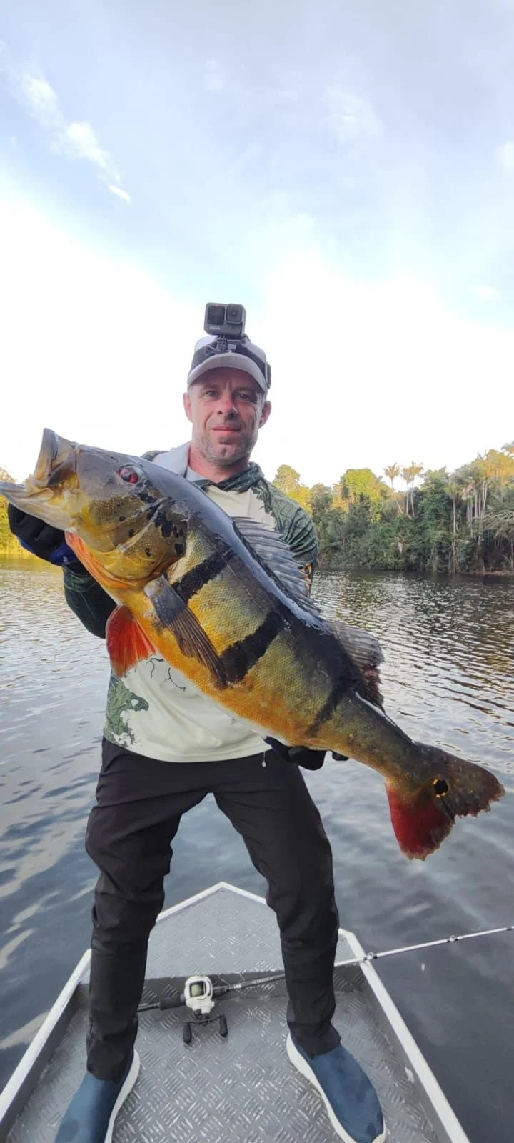 A man on a boat holding a large fish, likely a peacock bass, with a camera mounted on his head, on a river with trees in the background.