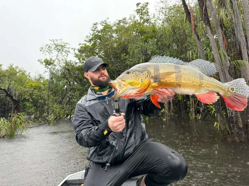 Man kneeling in water holding a large fish with green and yellow coloration, surrounded by mangroves and trees.