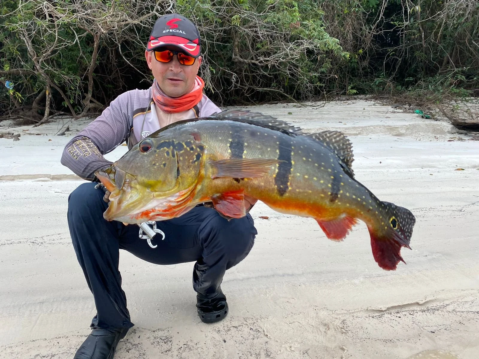 Man wearing fishing gear and sunglasses crouching on a sandy beach, holding a large colorful fish with black spots and red fins, with trees in the background.