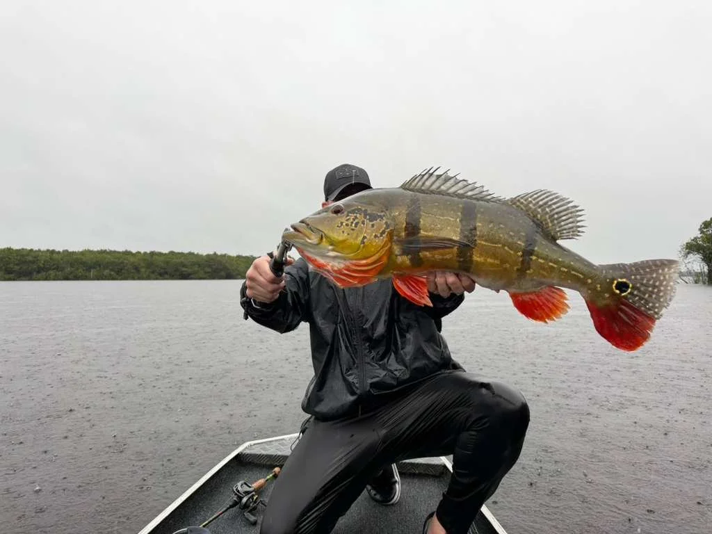 Person in dark clothing on a boat holding a large fish with vertical black stripes and orange fins