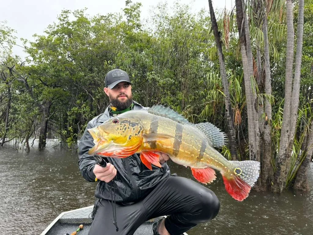 Man holding large colorful fish in a wetland area with trees and water in the background.