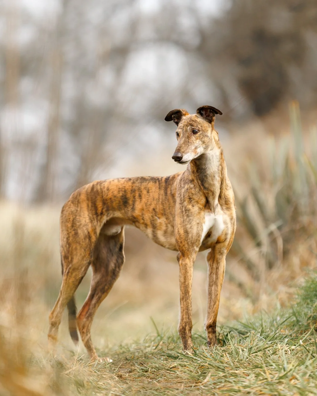 greyhound standing in a grassy dune
