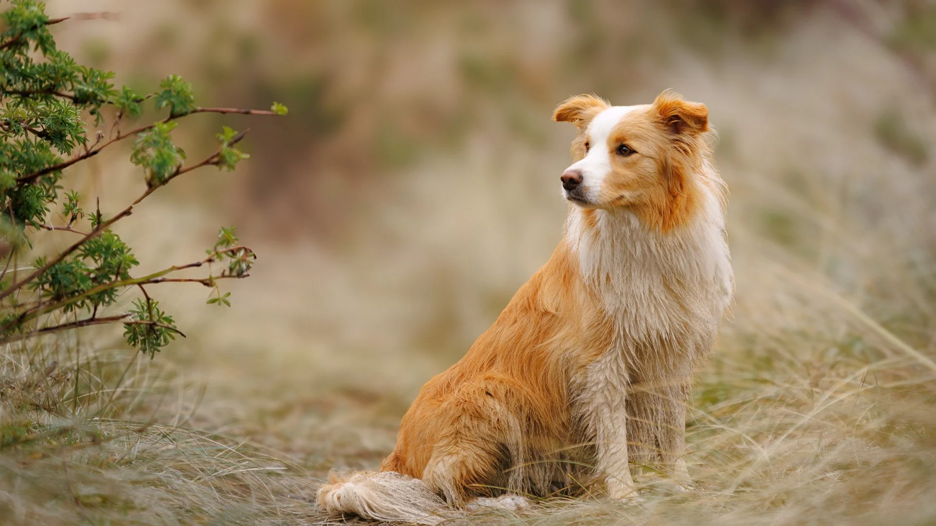 collie dog sitting in the grassy sand dunes