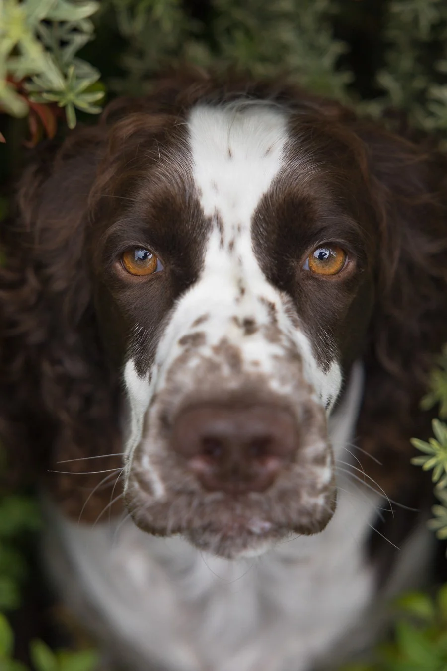 Gigi the Springer Spaniel supermodel