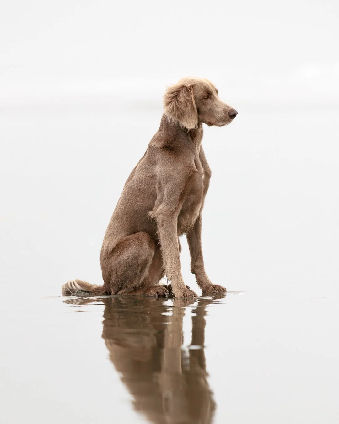 high key photo of weimaraner dog sitting on beach with reflections