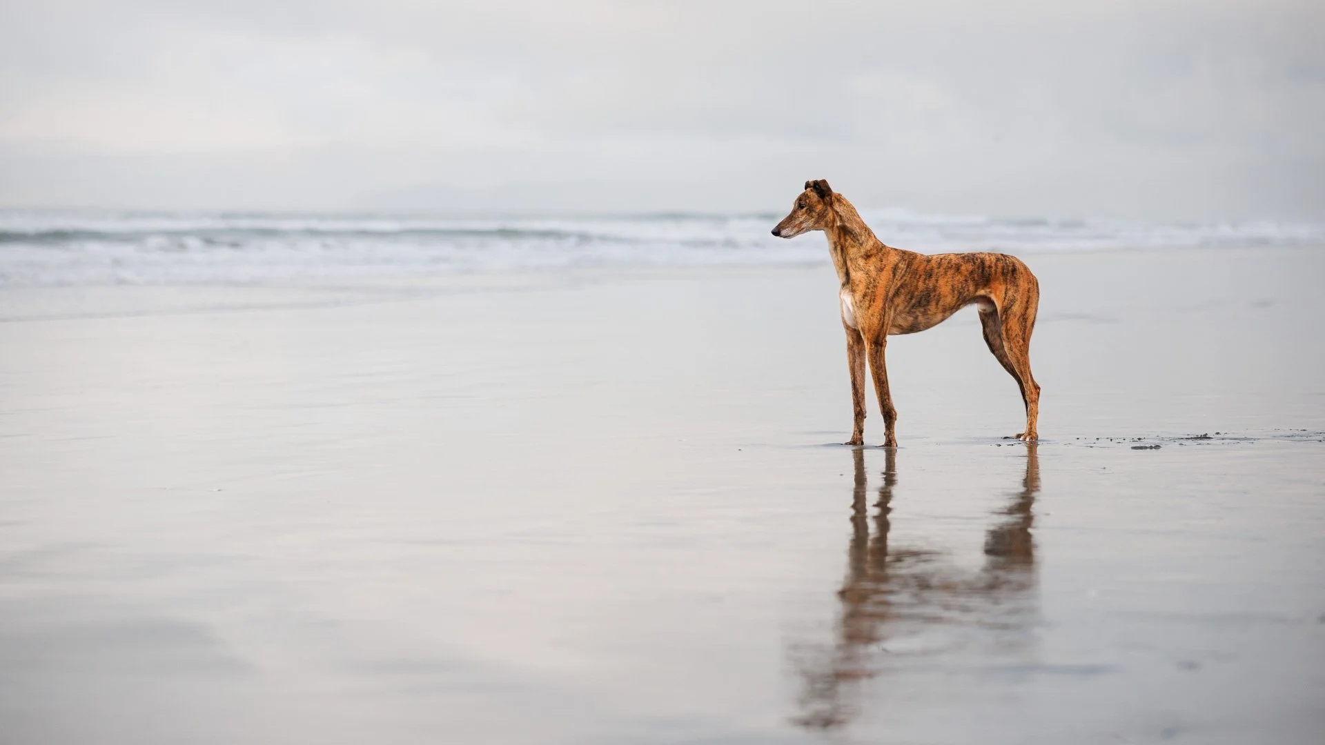 greyhound standing on the beach looking out to sea