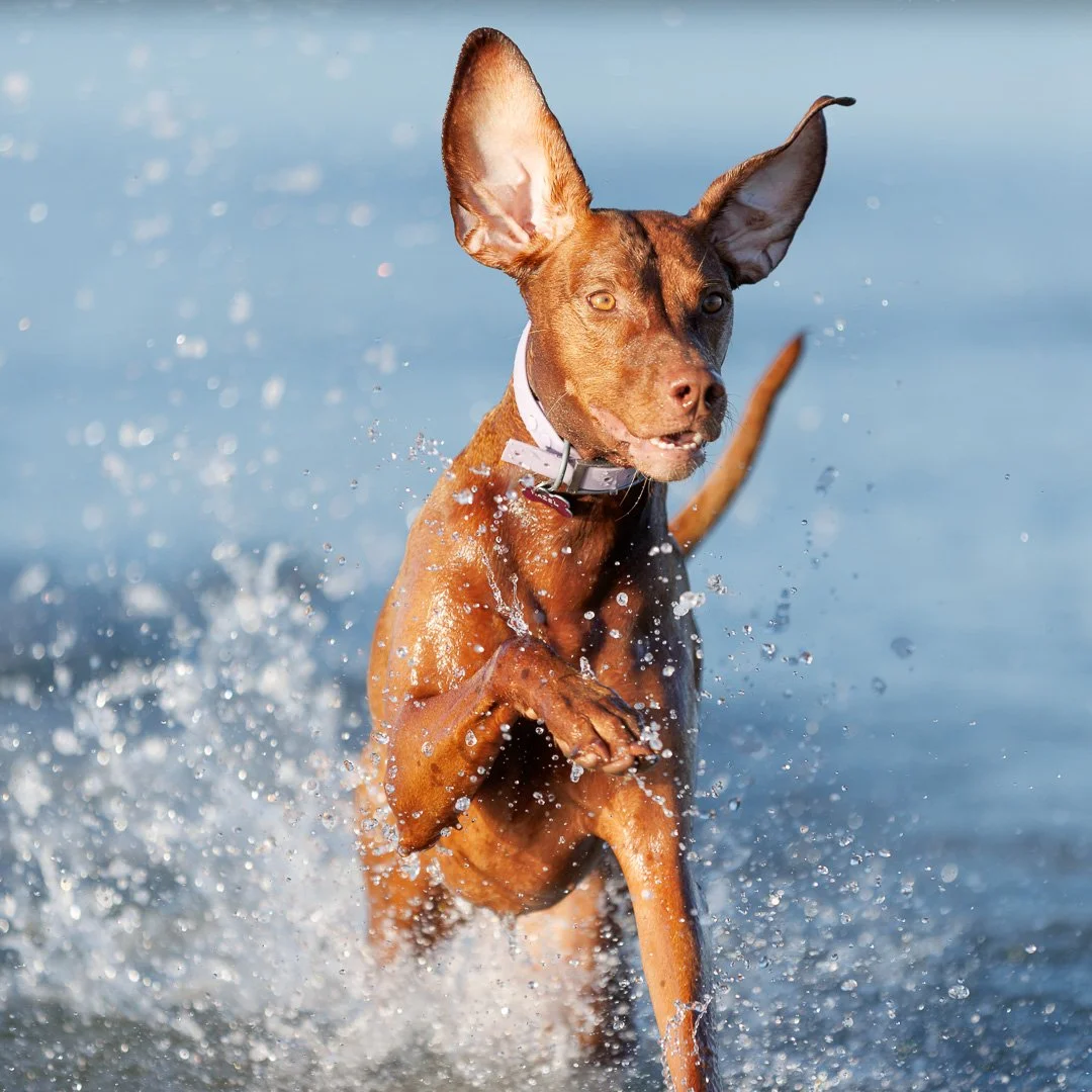 hungarian vizsla running through the water