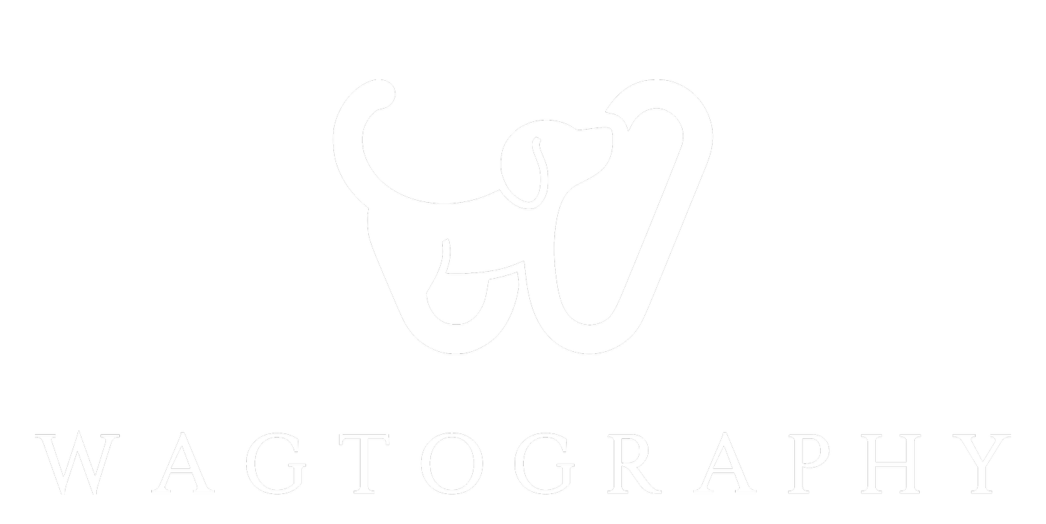 Wagtography - Dog Portrait Photography