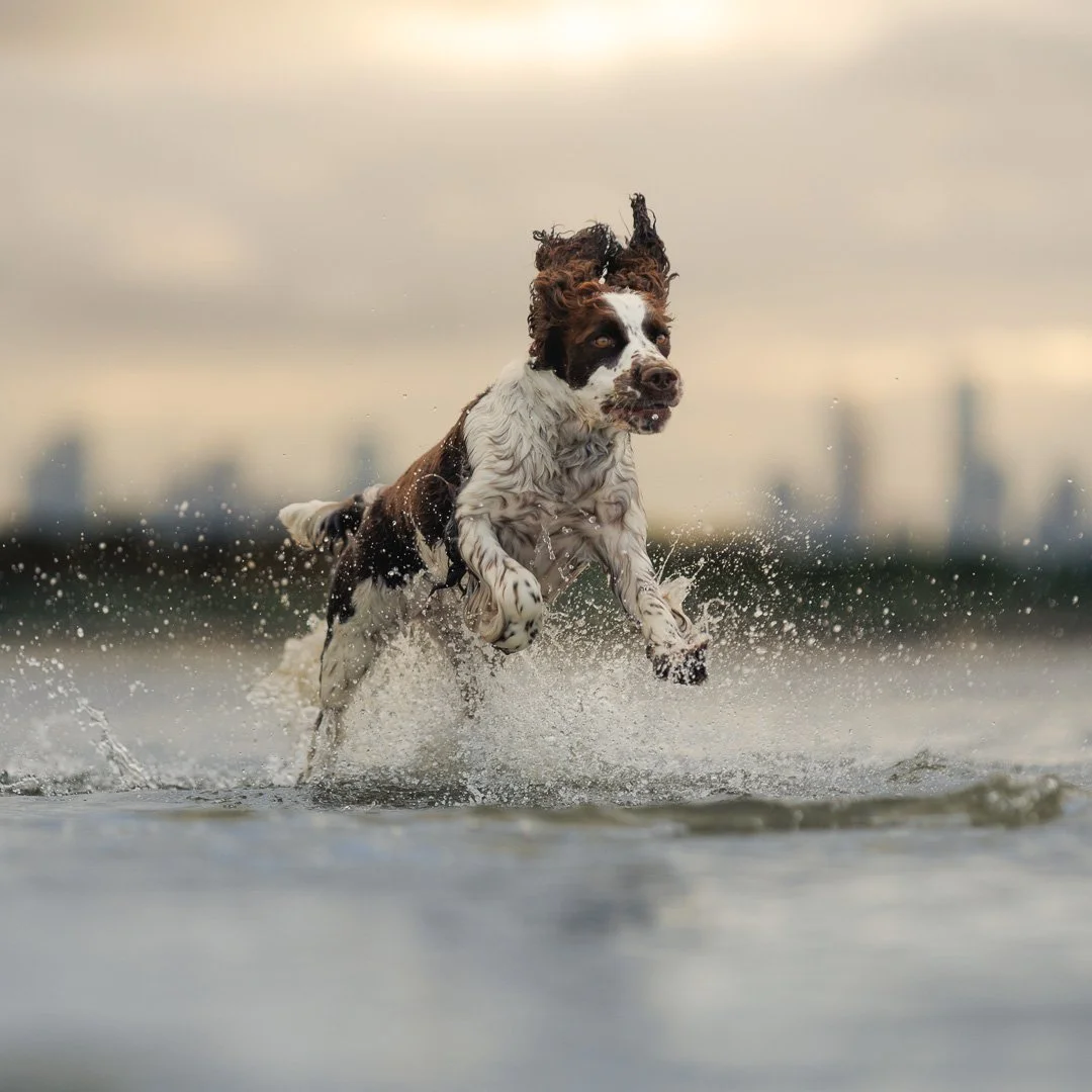 english springer spaniel running through the water with melbourne in the background