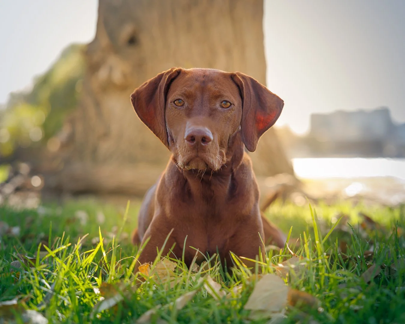 hungarian vizsla lying down on grass