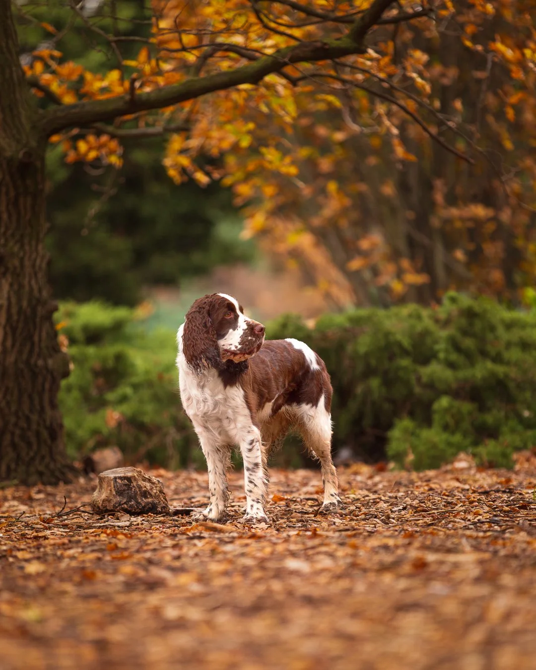 english springer spaniel standing in the forest during autumn