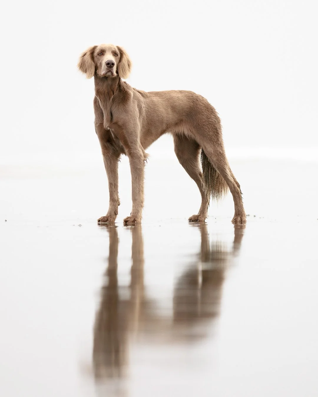 high key photo of weimaraner dog standing on beach with reflections