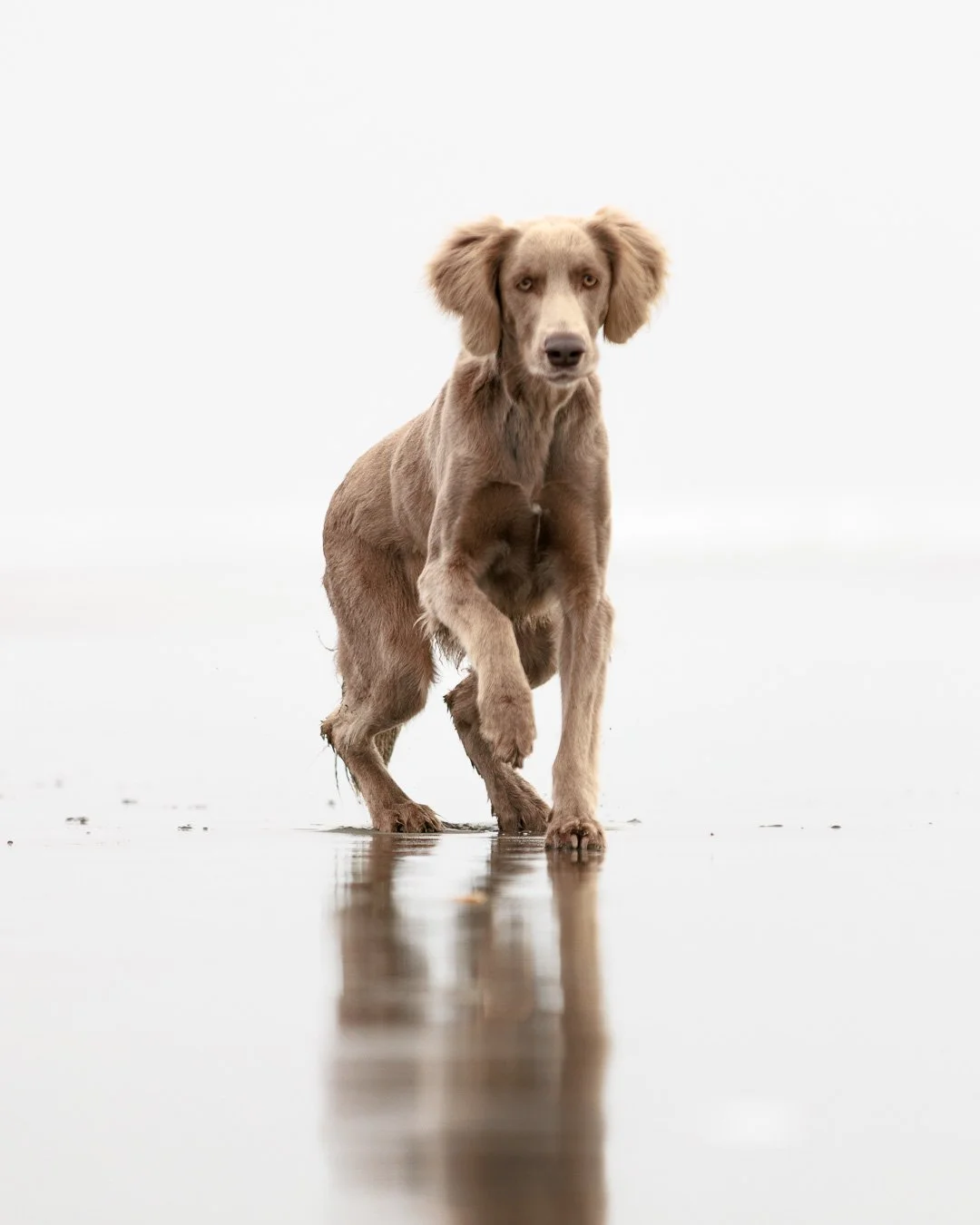 high key photo of weimaraner dog on beach with reflections