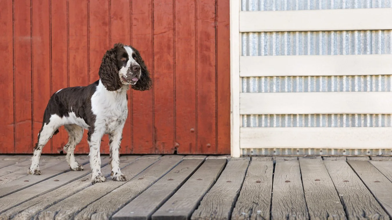 english springer spaniel standing in old railway goods yard