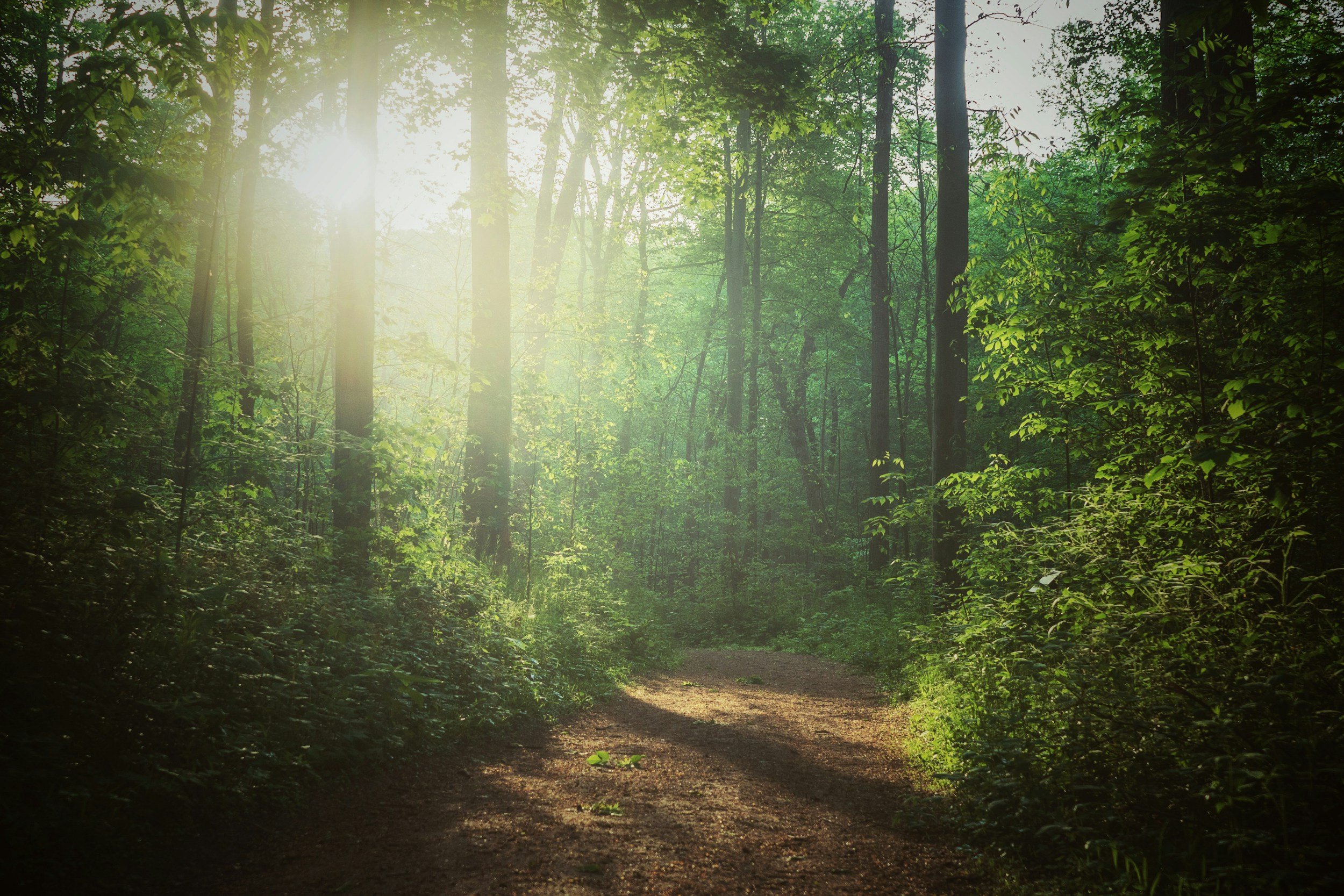 Sunlight filtering through a lush green forest with a dirt path.