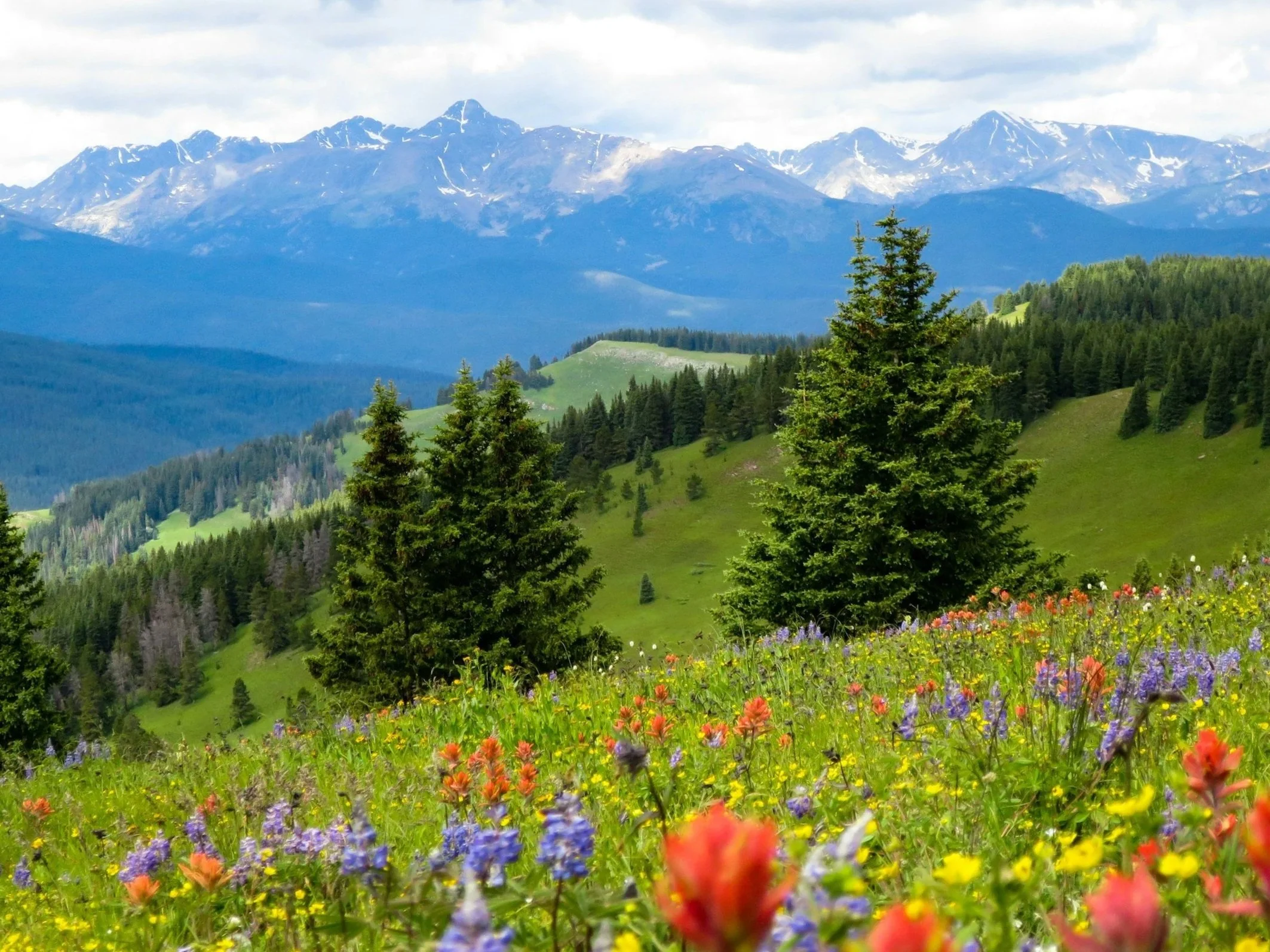 A scenic landscape featuring colorful wildflowers in the foreground, green hills with pine trees in the middle ground, and snow-capped mountains in the background under a partly cloudy sky.