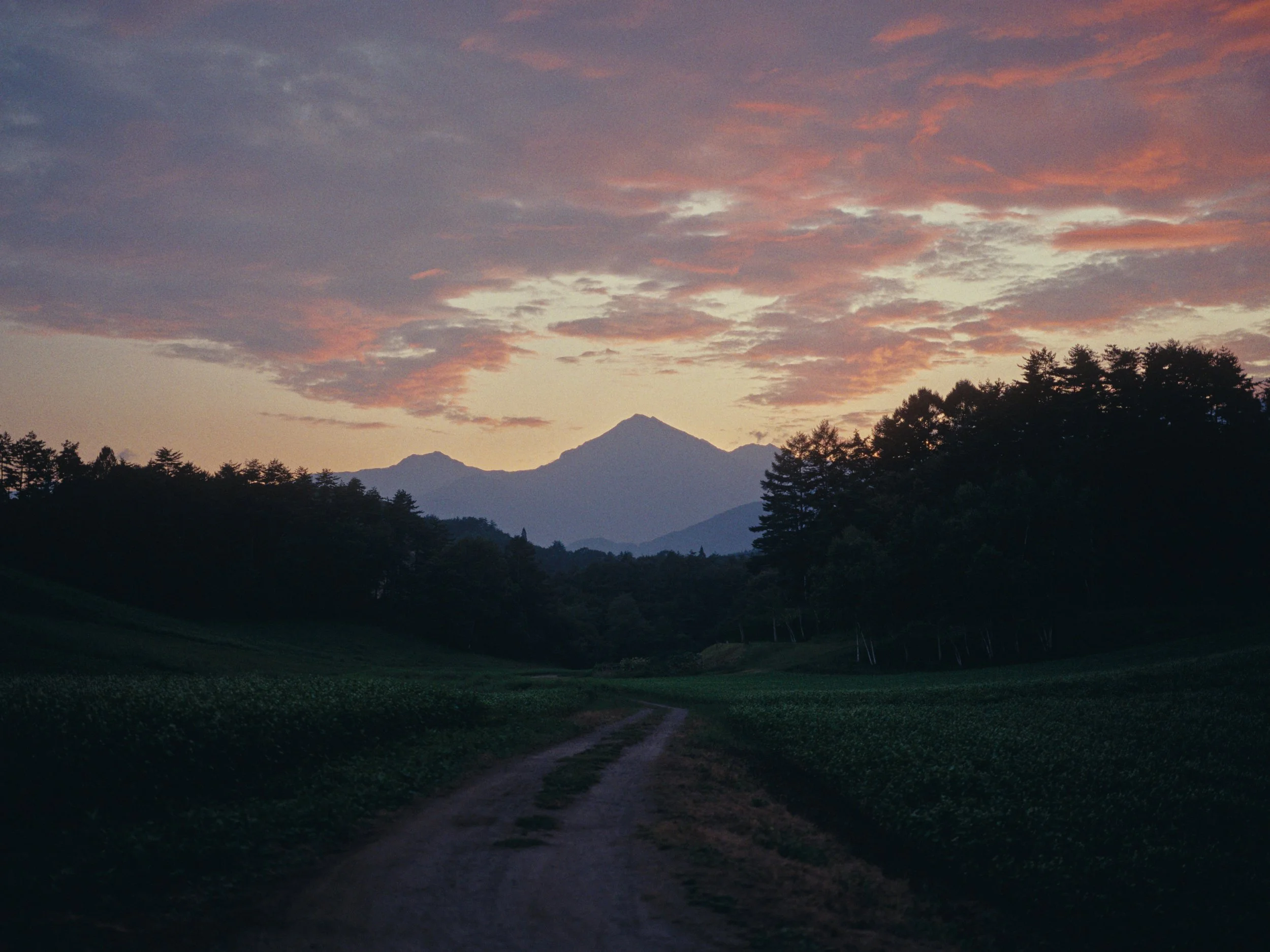 新年とTo the Woodsについて