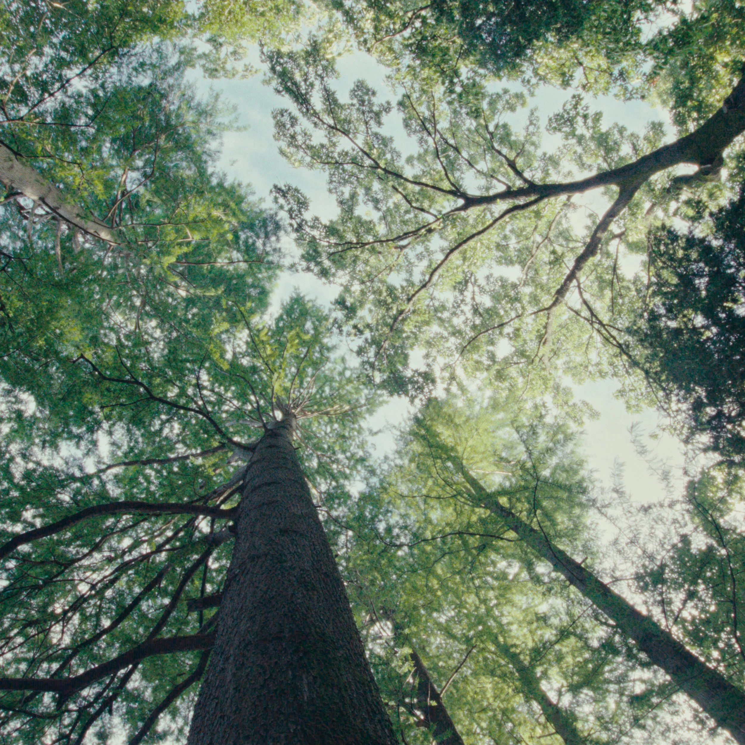 To the Woods cover art