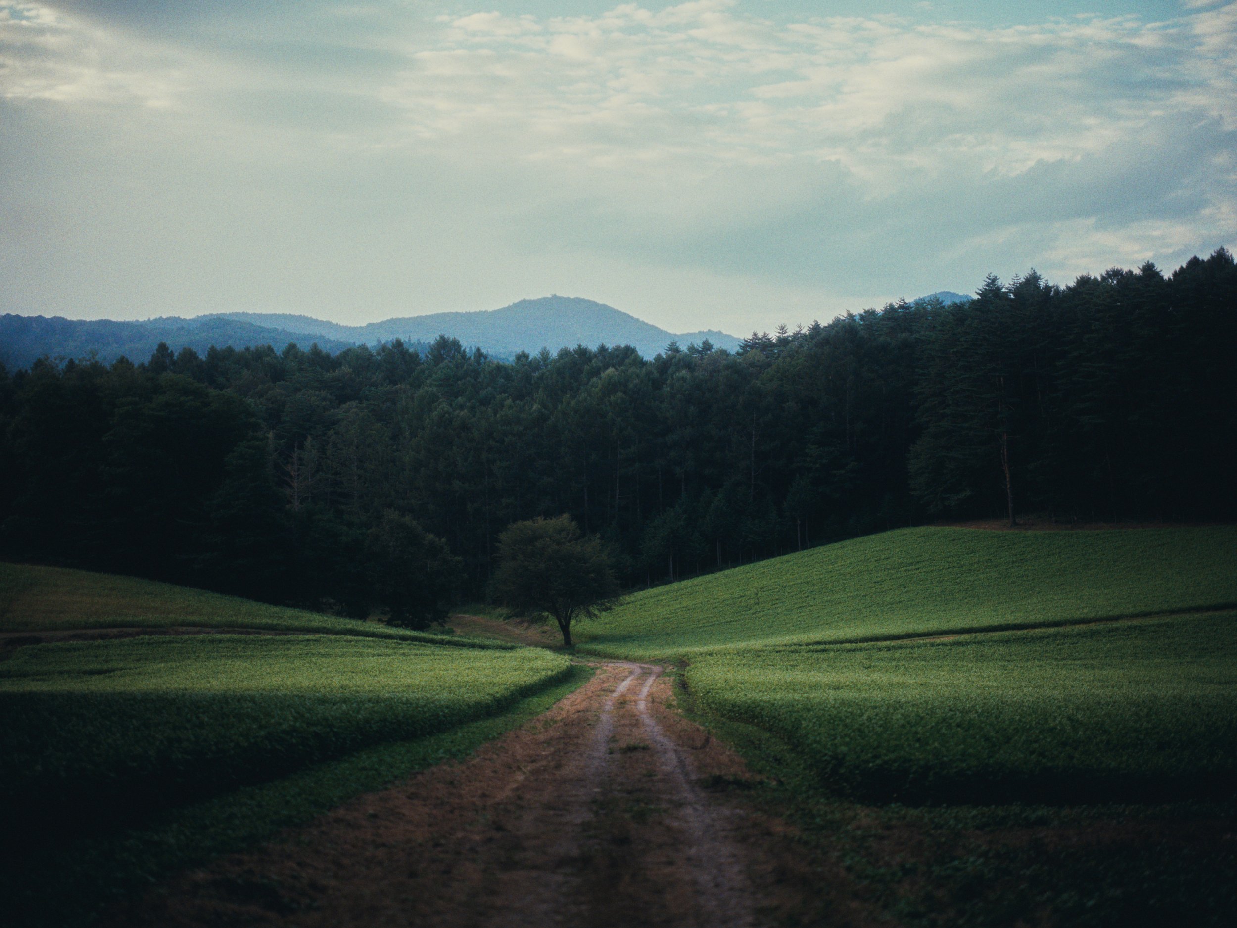 木々が点在する緑の野原を砂利道が通り抜け、その背景には森に覆われた丘や山々が、薄曇りの空の下に広がっています。