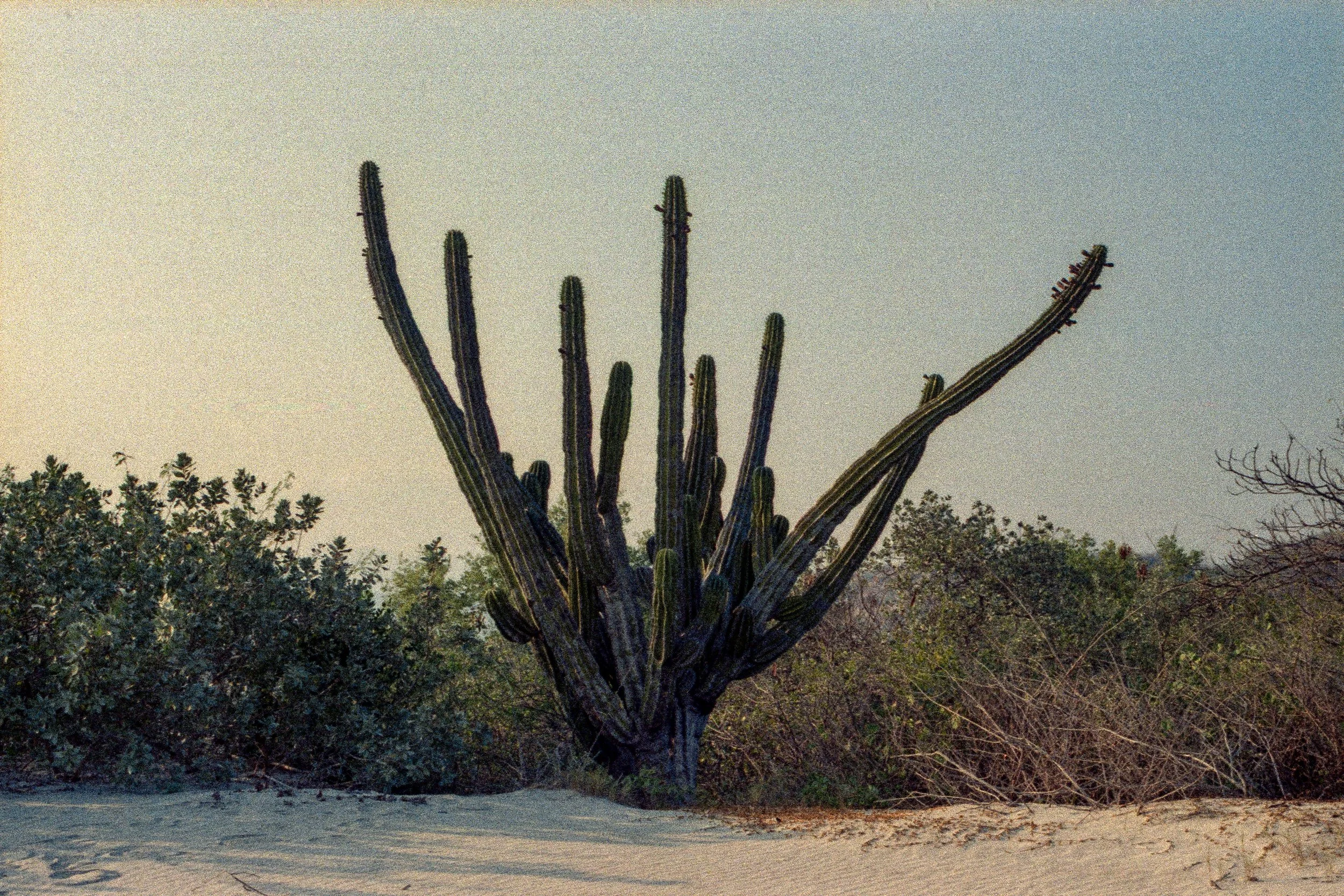 pithayo verde, He soñado muchas veces con el mar (unedited), 2026