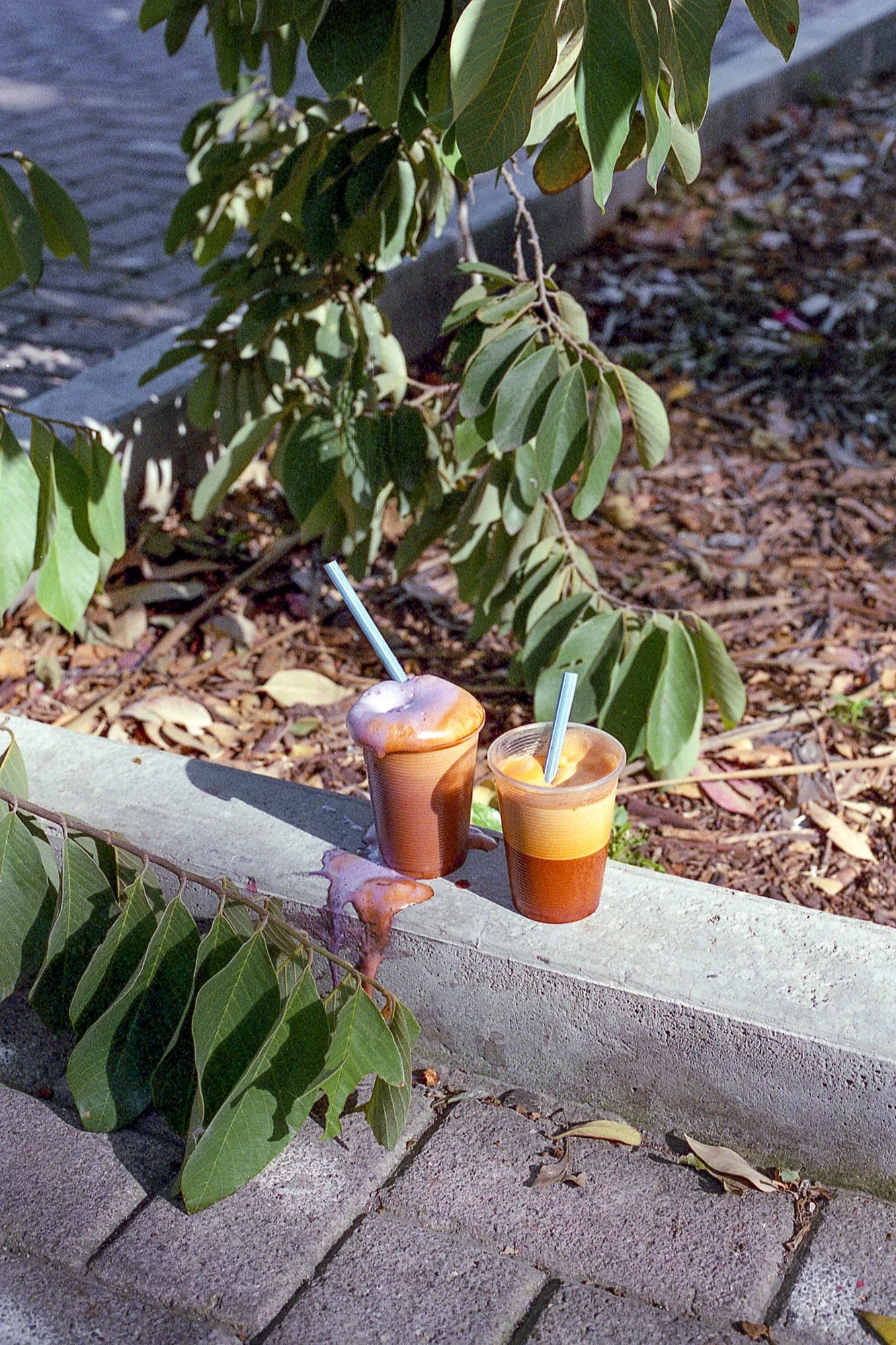 Dos bebidas frías, una con espuma y otra con jugo de naranja, sobre un borde de cemento junto a hojas verdes y suelo cubierto de hojas secas.