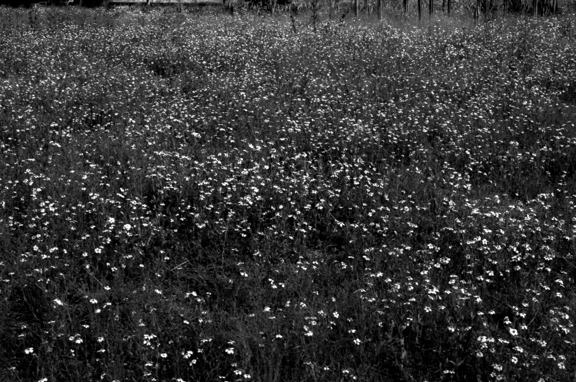 salon plata gelatina0022.jpg