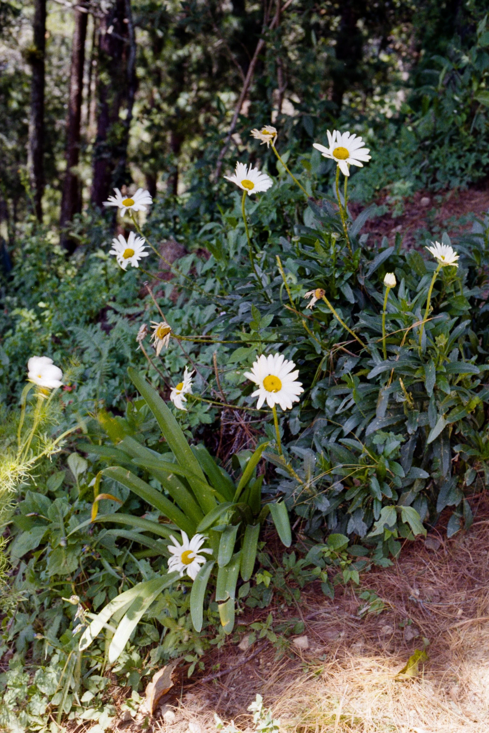 sierra madre del sur-4.jpg