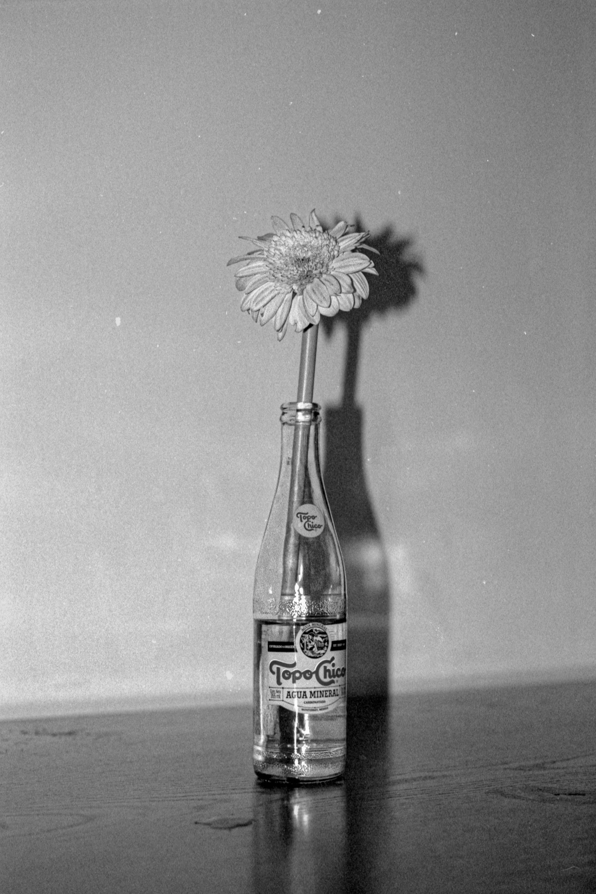 Gerbera en Topo Chico, CDMX, México, 2021