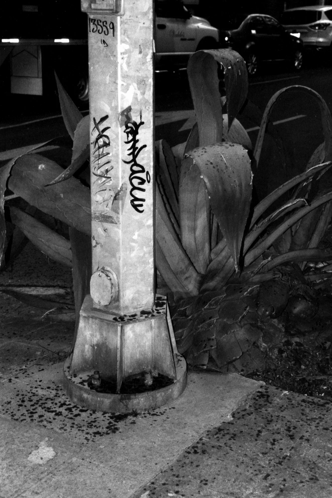 Poste y cactus, 2022