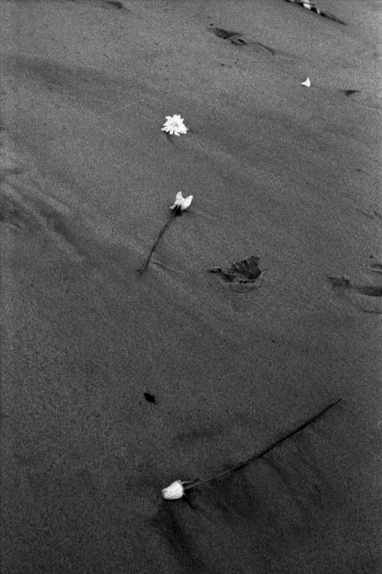 salon plata gelatina0002.jpg