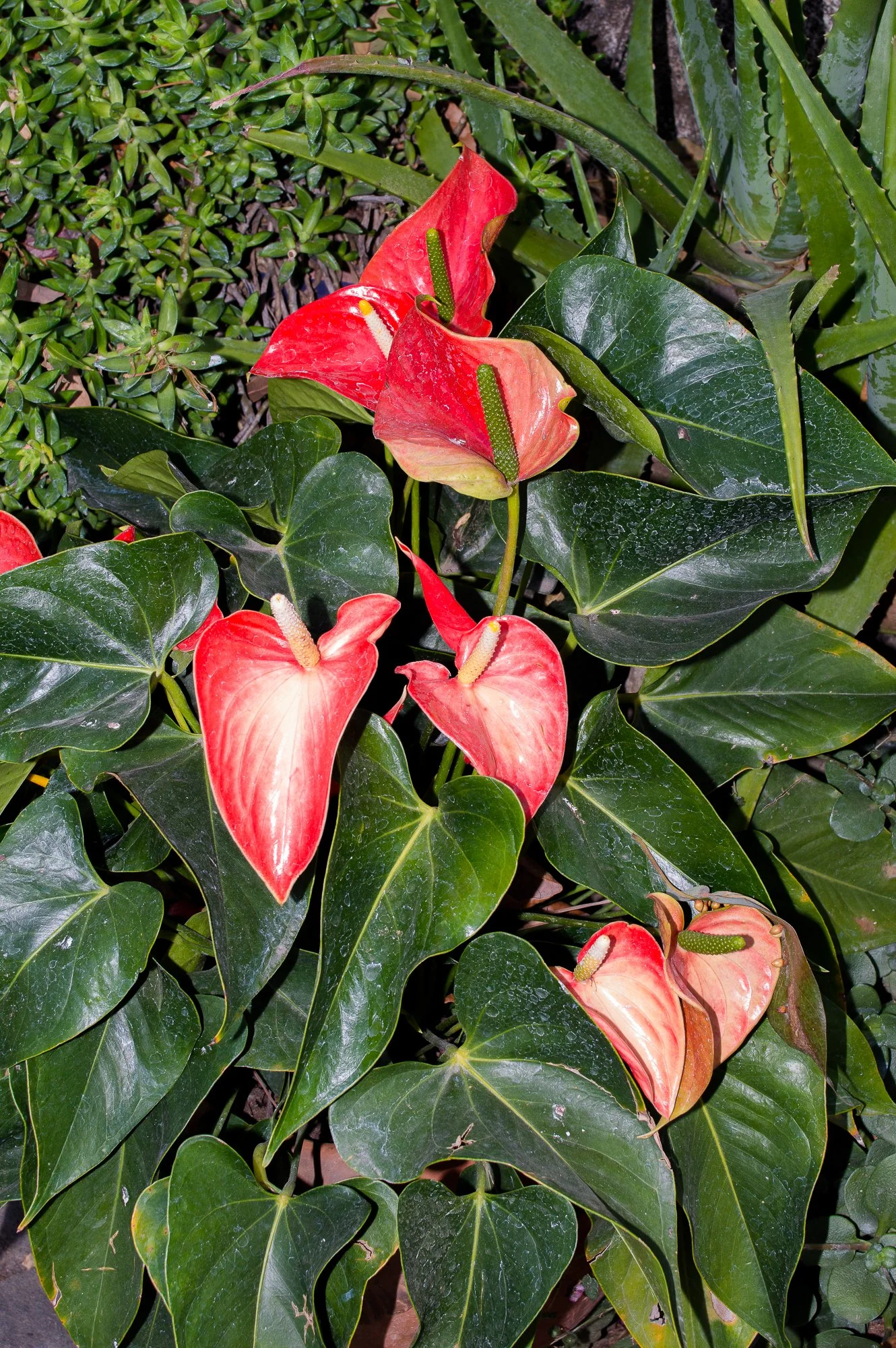 Flores de anthurium rojas y verdes con hojas verdes brillantes y forma de corazón.
