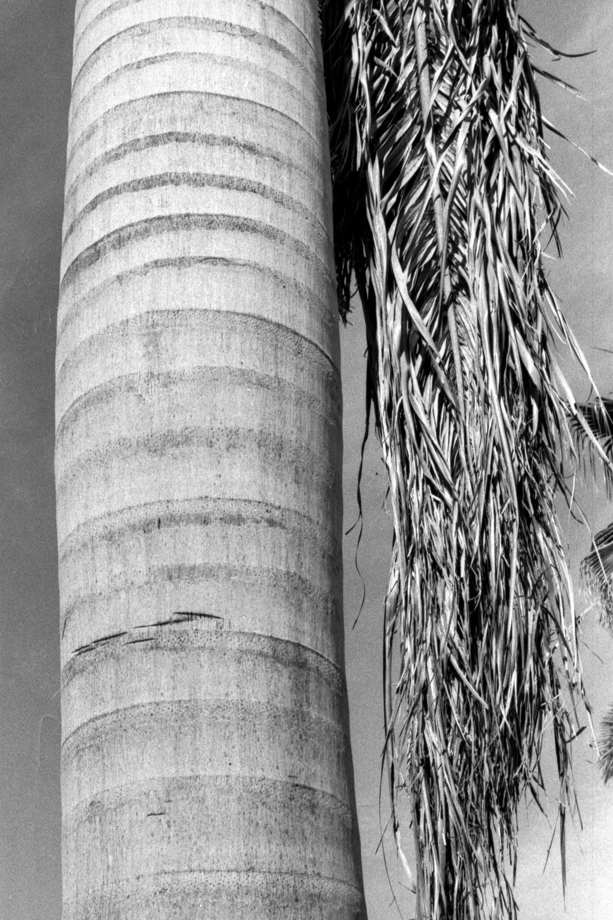 salon plata gelatina0027.jpg