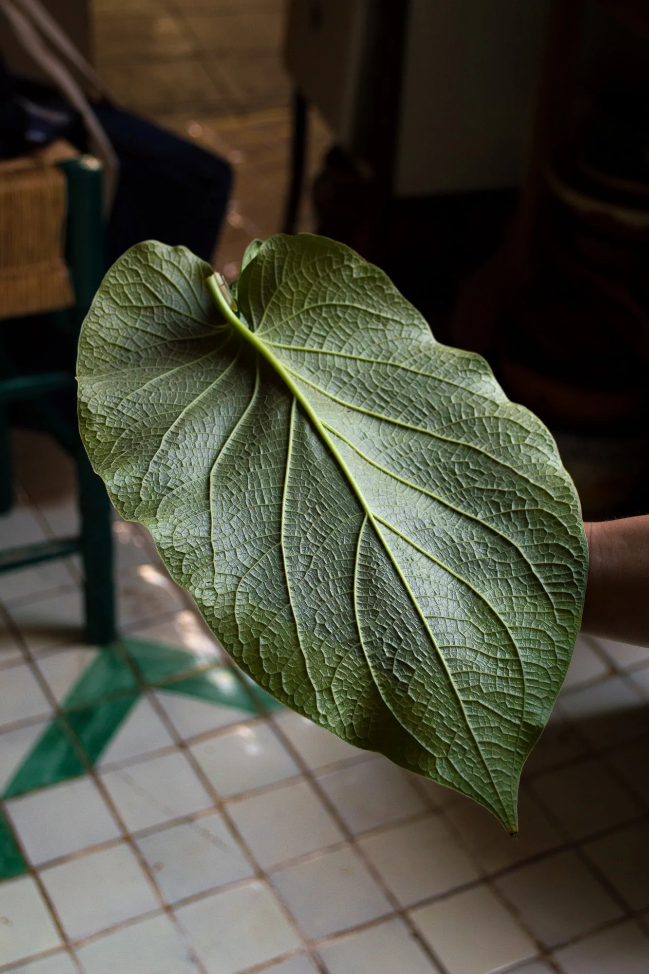 Hoja grande y verde de una planta tropical o de interior, sostenida por una mano, con fondo de piso de azulejos y muebles.