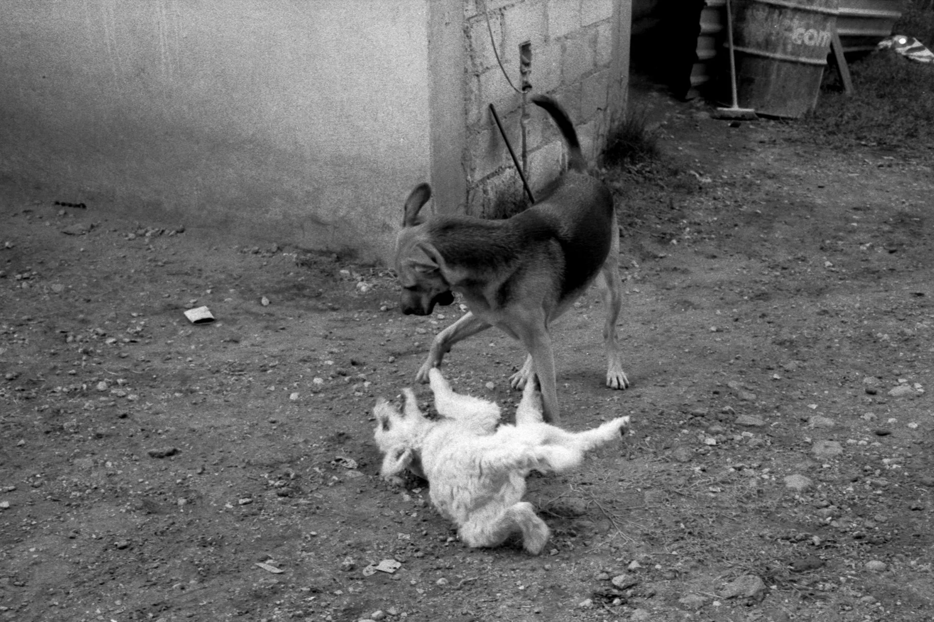 salon plata gelatina0010.jpg