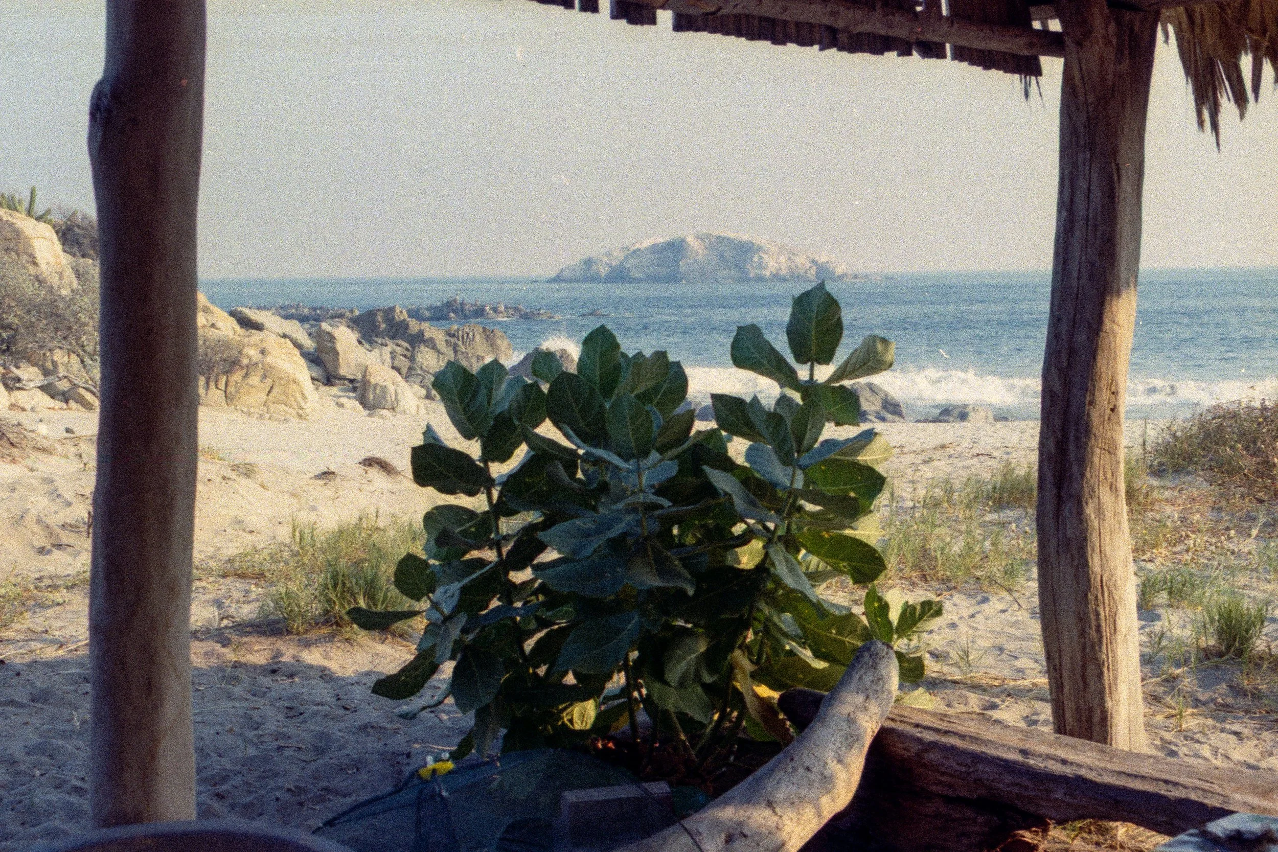 planta en palapa, He soñado muchas veces con el mar (unedited), 2026