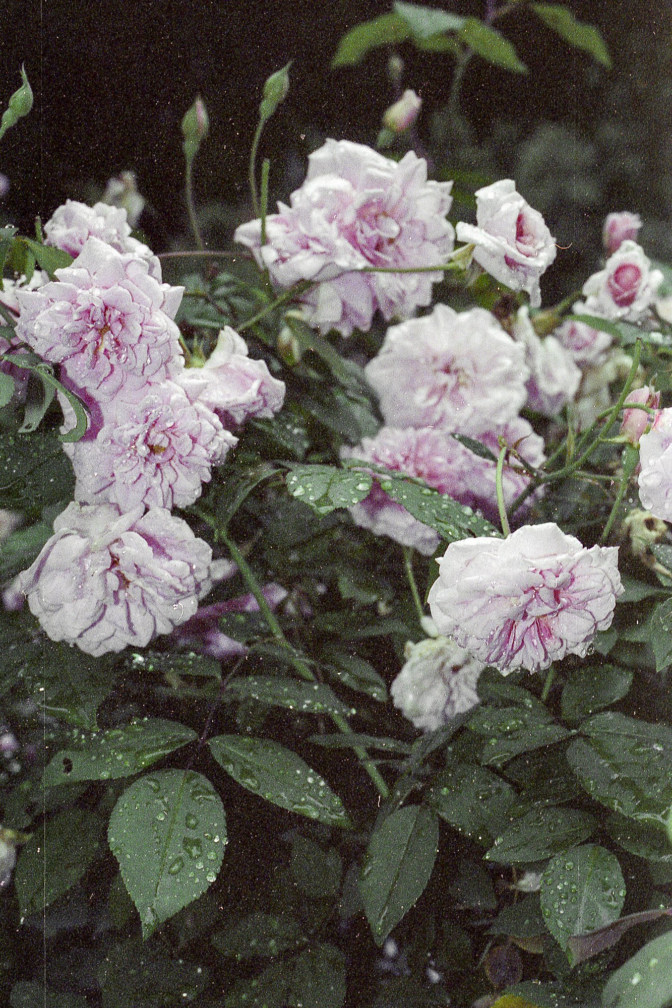 Ramillete de rosas blancas con vetas rosadas, cubiertas de gotas de agua, en un fondo de hojas verdes.