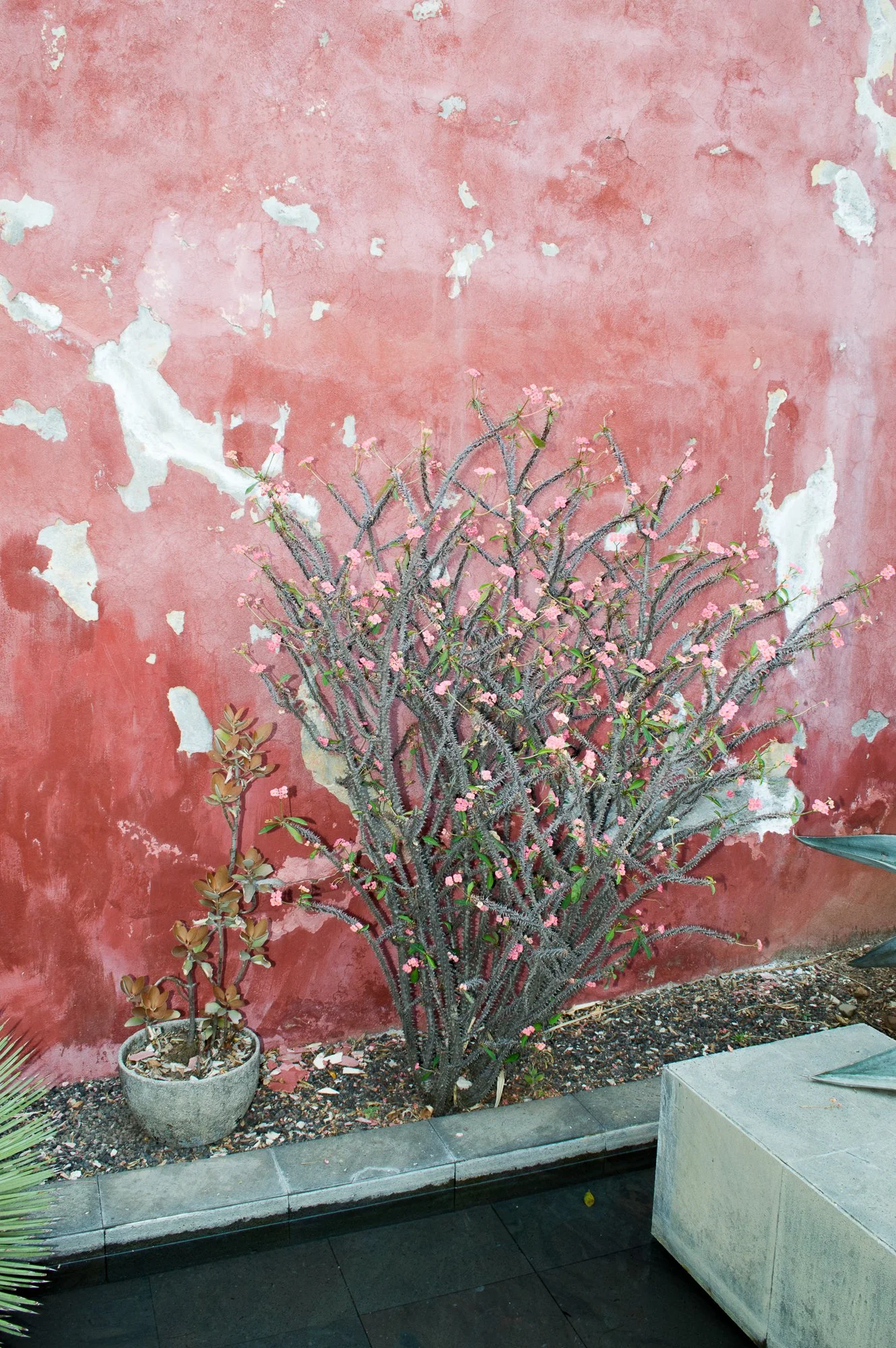 Un arbusto con pequeñas flores rosadas creciendo al lado de una pared de color rosa desgastada