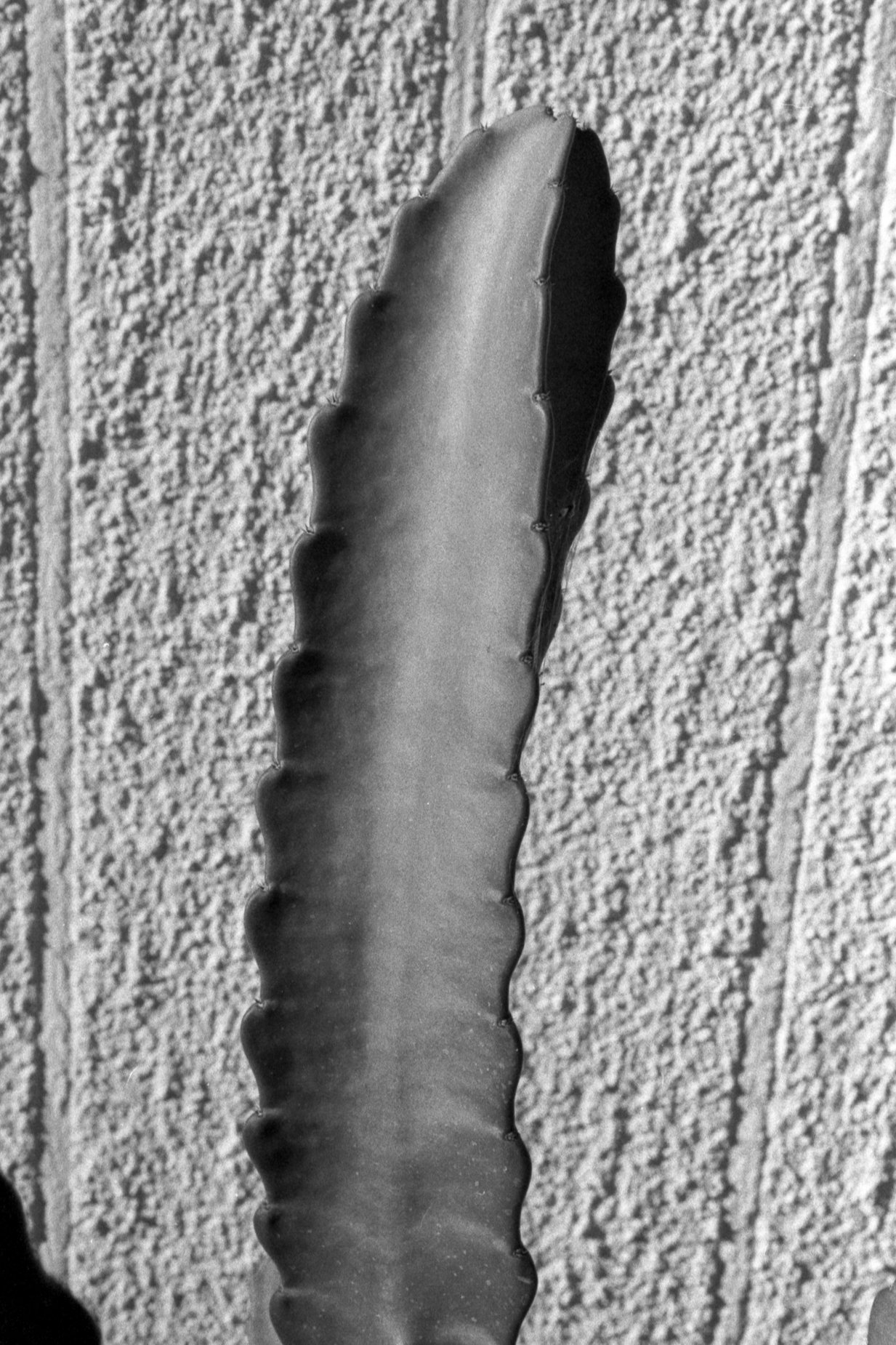 salon plata gelatina0026.jpg