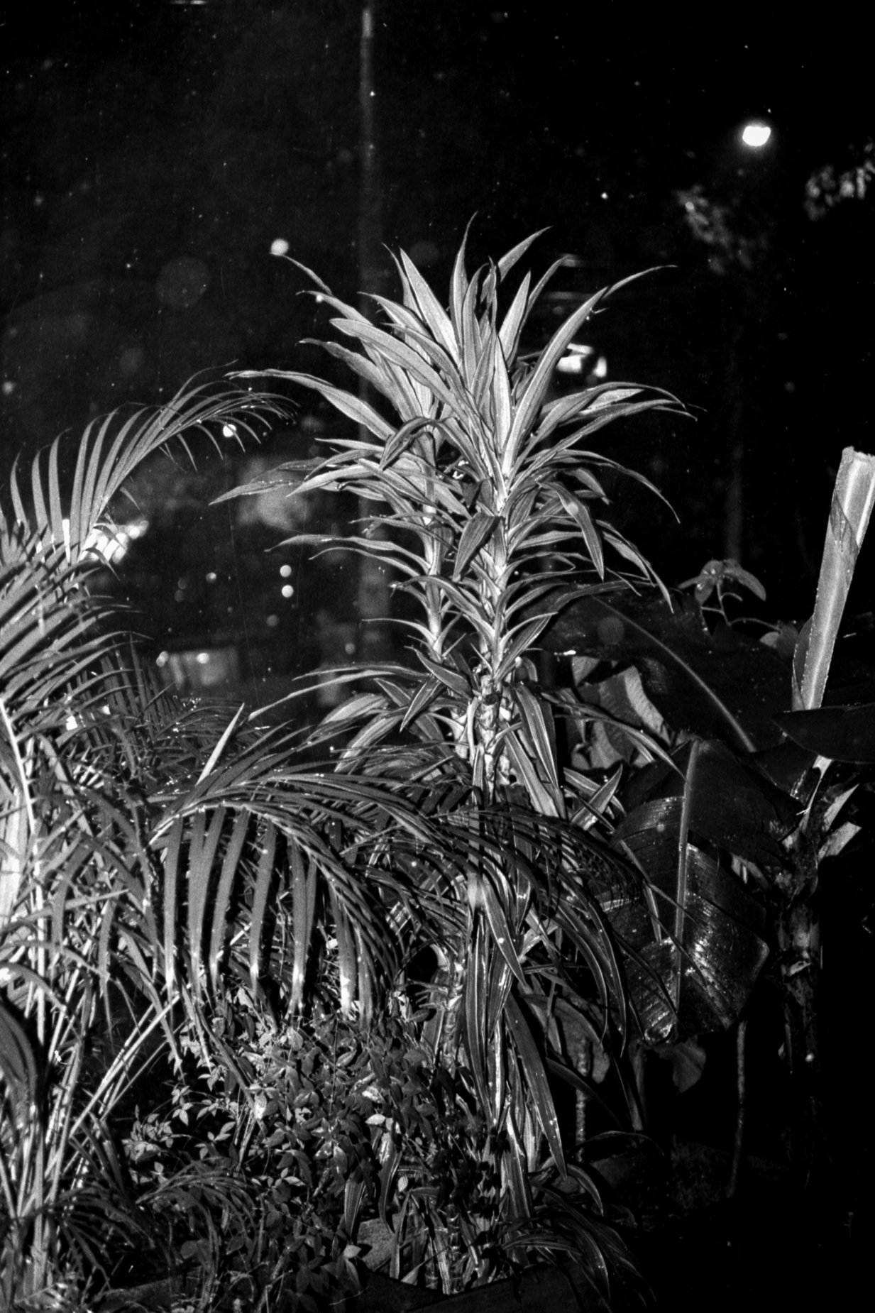 salon plata gelatina0025.jpg