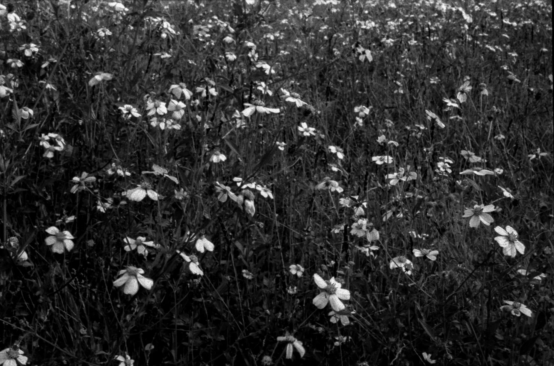 salon plata gelatina0031.jpg